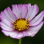 深入解析888真人平台的游戏种类与玩法技巧 7lc4fbd22