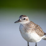 kj118开奖结果最新公布,速来查看中奖详情 etideai01y