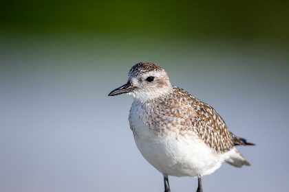 kj118开奖结果最新公布,速来查看中奖详情 kj118开奖结果最新公布,速来查看中奖详情