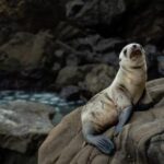 kjcom开奖直播最新现场实况全程高清放送 pkmuo